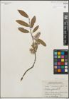 Foto von Salix glauca L.